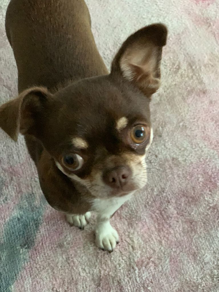 Stella Du Parc Bordelais